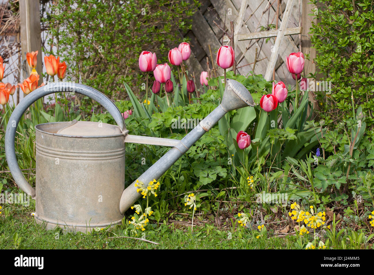 Old metal watering can in the garden with tulips and cowslips Stock Photo