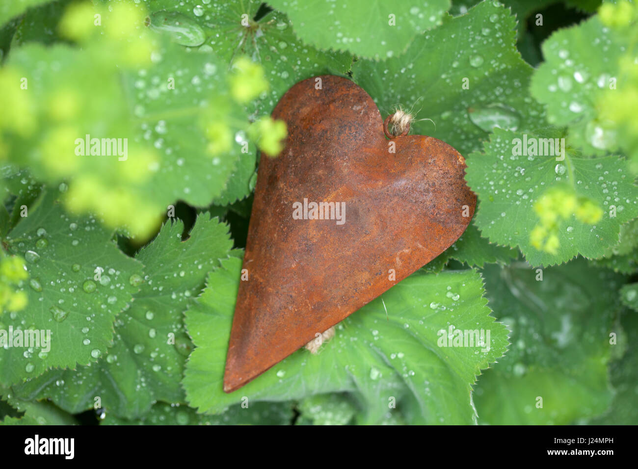 Rusty metal heart between wet leaves in the garden Stock Photo