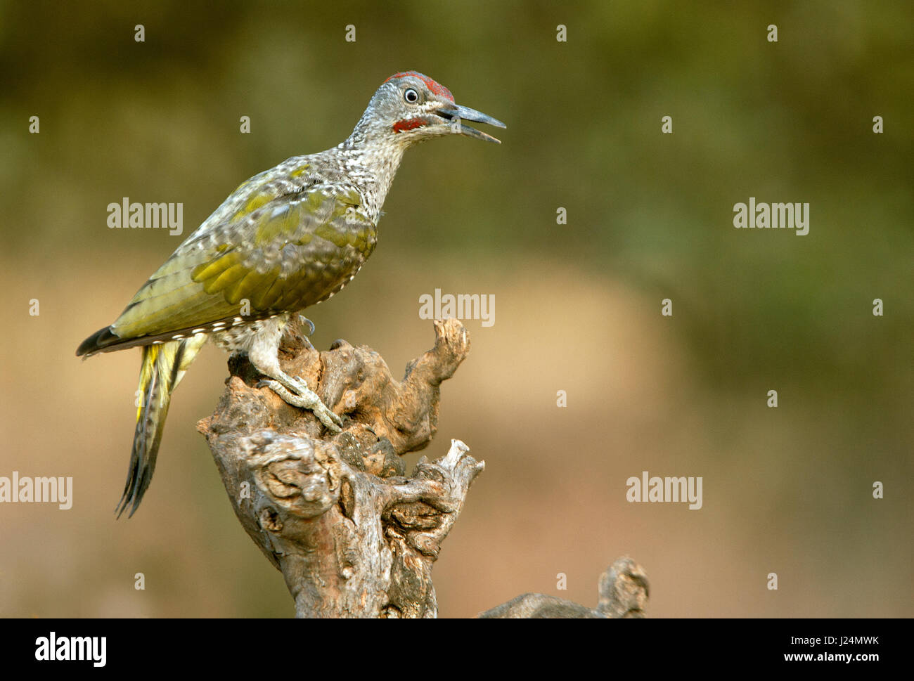 Picus Dicus Ricus Wildwaching hi-res stock photography and images - Alamy