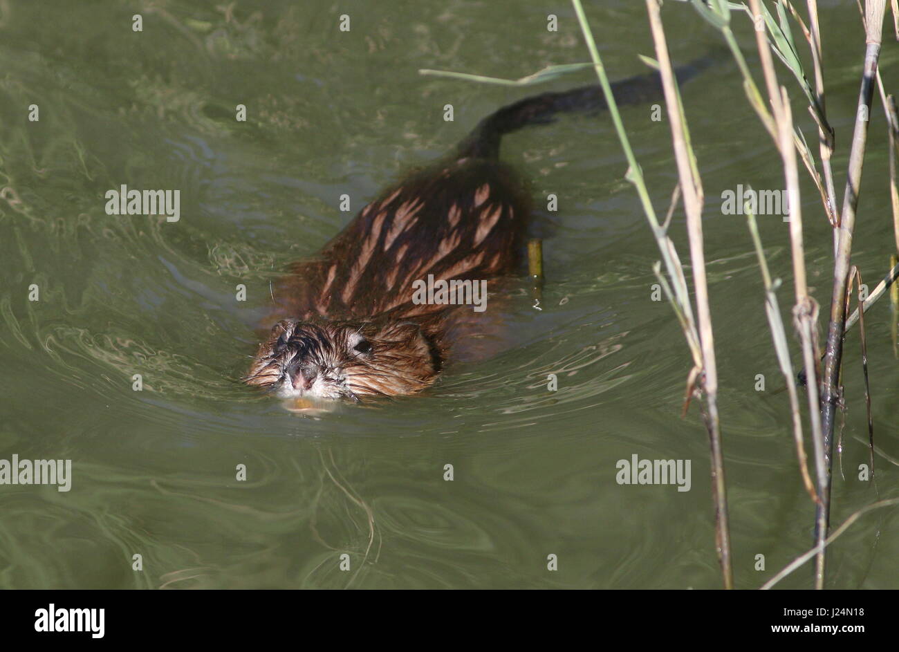 Close-up of a Muskrat (Ondatra zibethicus) swimming towards the camera Stock Photo