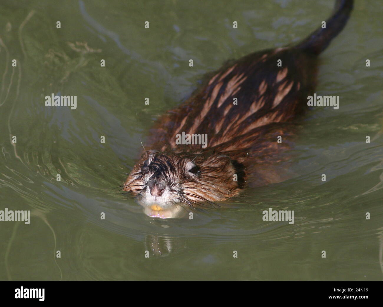 Close-up of a Muskrat (Ondatra zibethicus) swimming towards the camera Stock Photo
