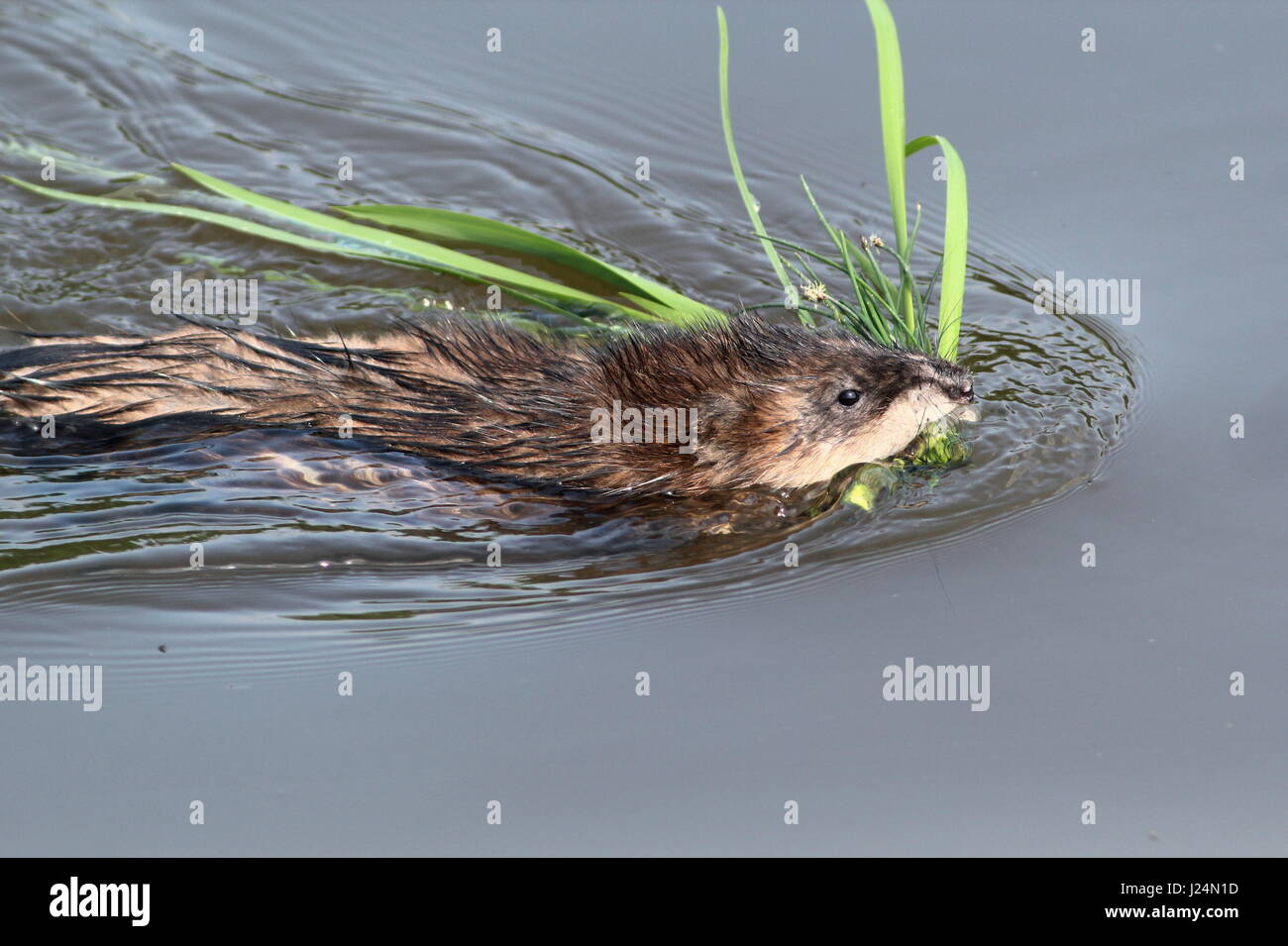 Close-up of a Muskrat (Ondatra zibethicus) with construction material for his den Stock Photo