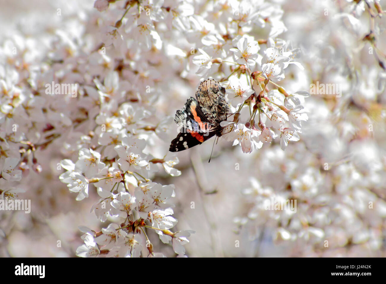 Red Admiral butterfly and weeping cherry blossoms Stock Photo