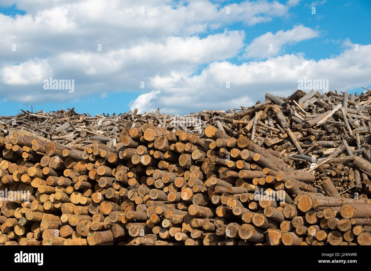 Logging. Industry destructive nature. Stock Photo