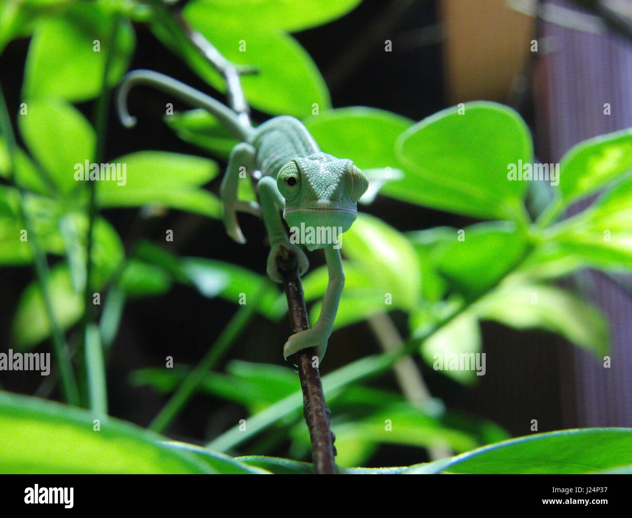 veiled chameleon, Chamaeleo calyptratus Stock Photo Alamy