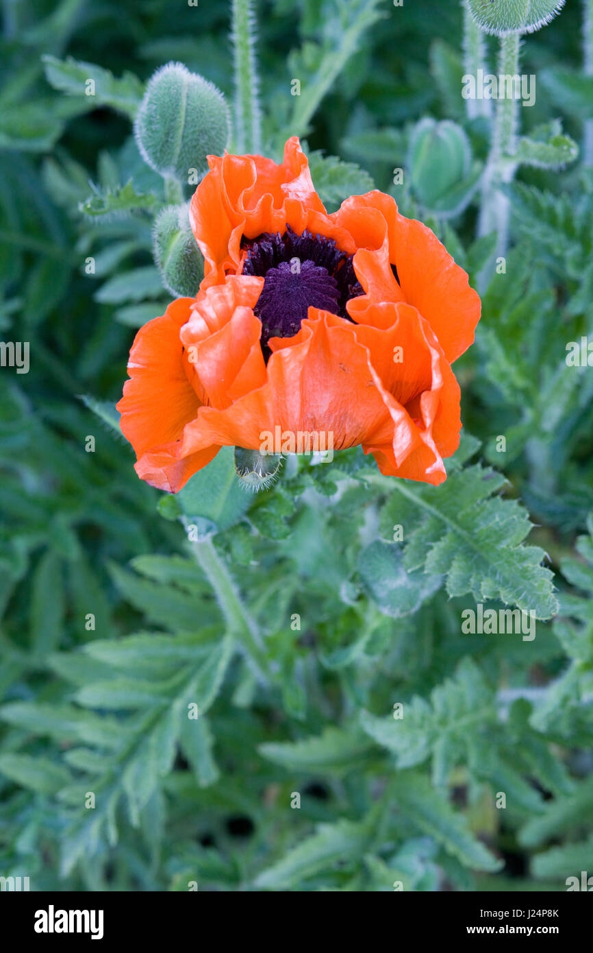 Giant blood-red poppy in a garden Stock Photo