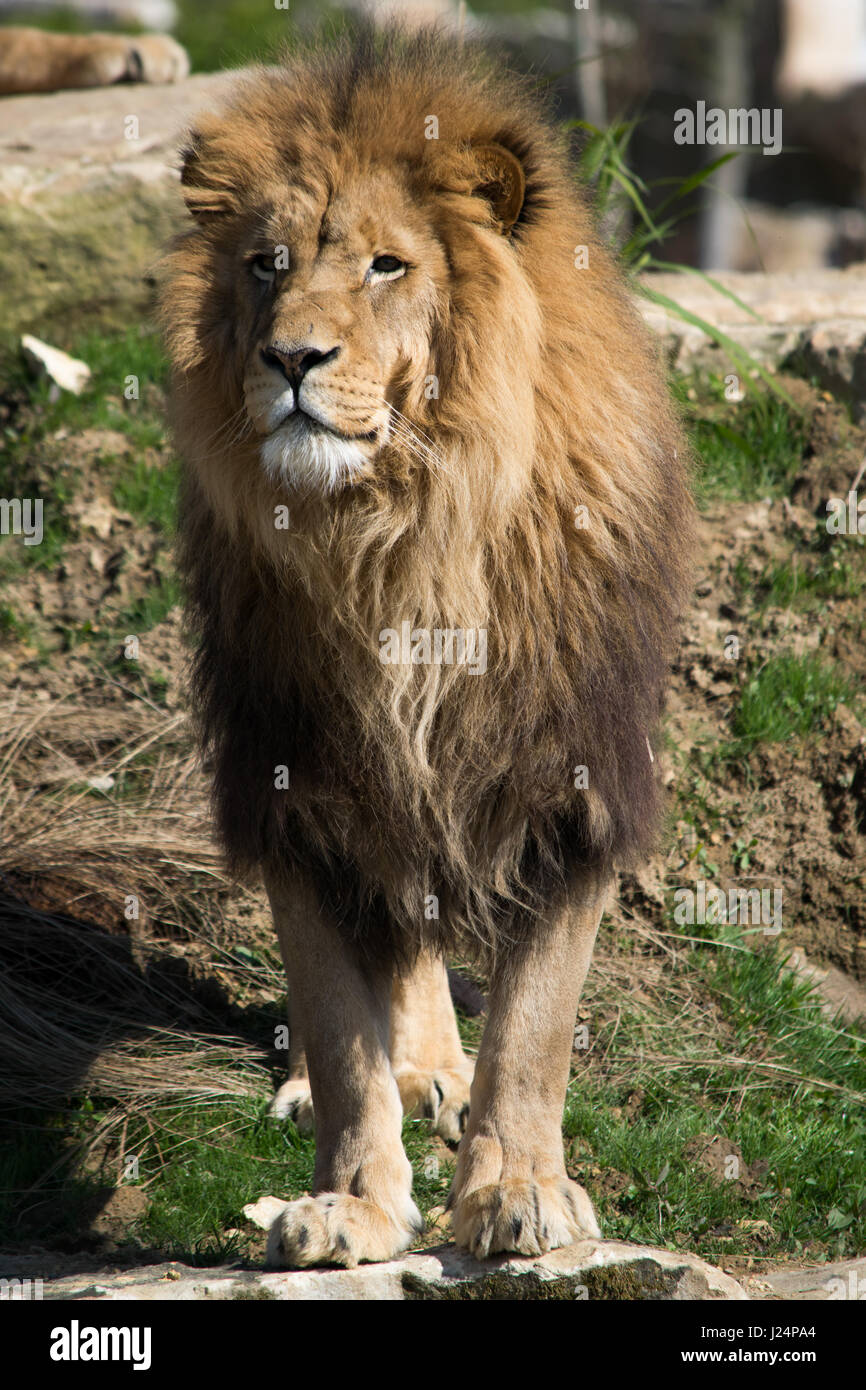 Zoo lion hi-res stock photography and images - Alamy