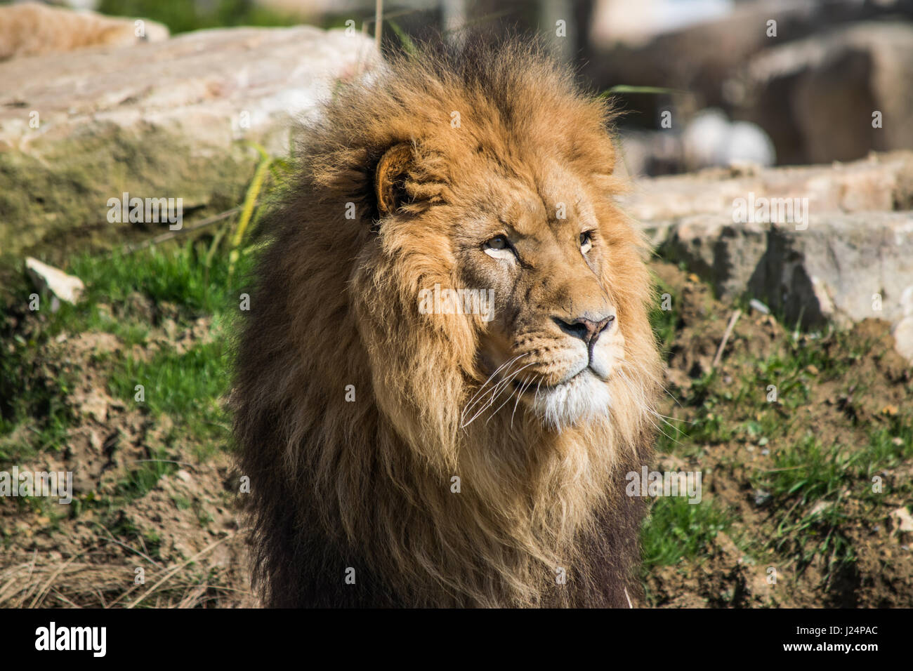 Lion in France zoo Stock Photo Alamy