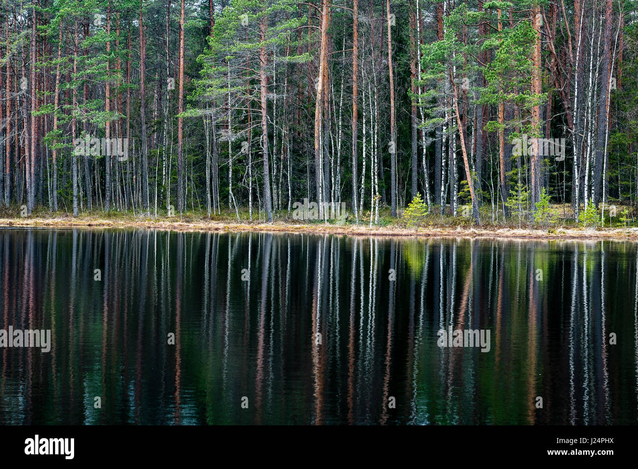 reflections of trees in the river water in spring Stock Photo - Alamy