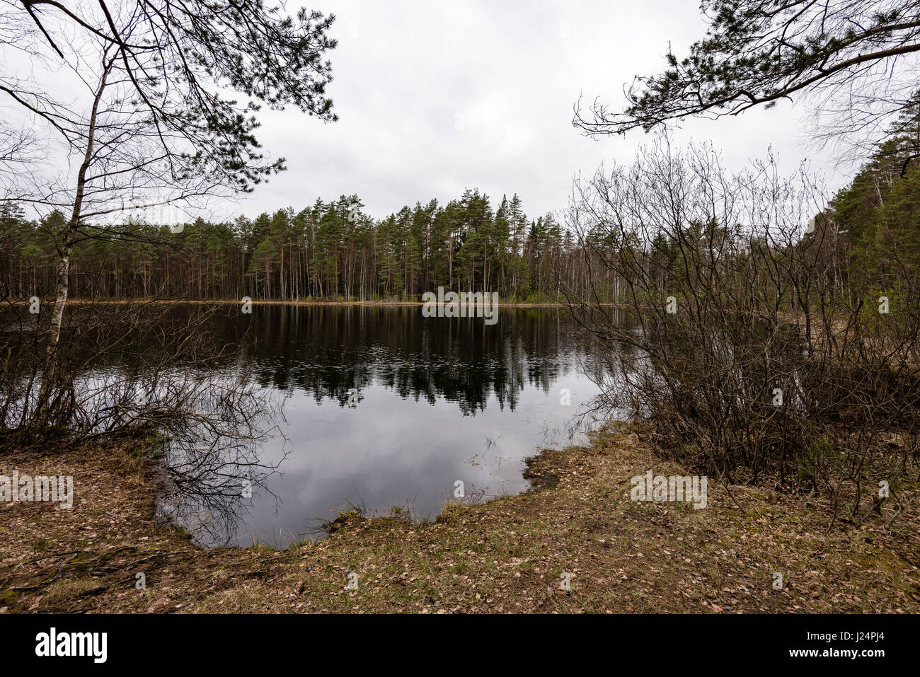 reflections of trees in the river water in spring Stock Photo - Alamy