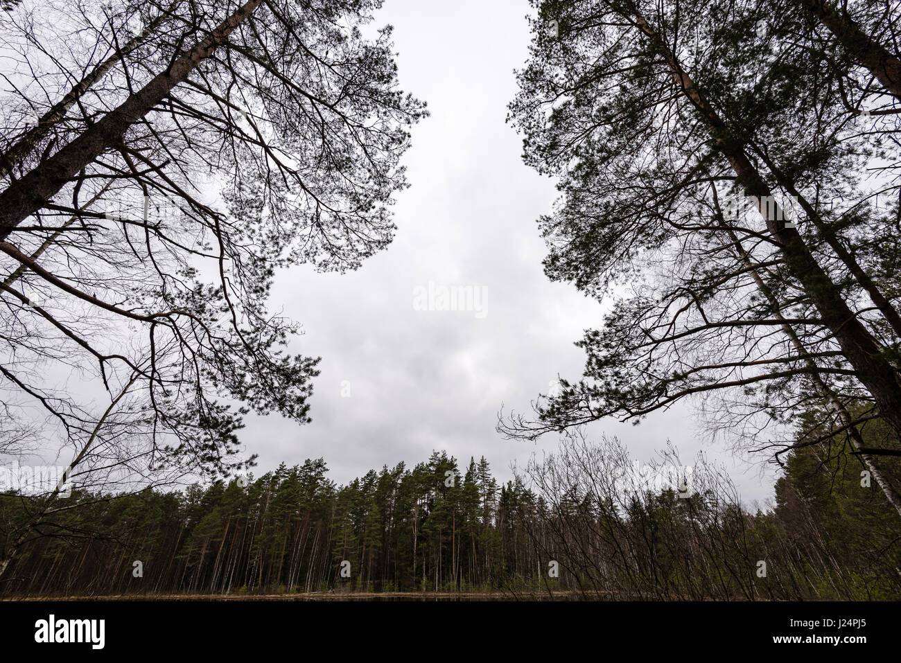 old large tree against blue sky with branches wide spread Stock Photo ...