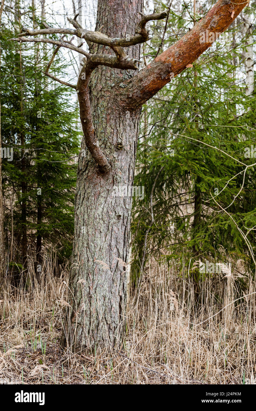 old large tree against blue sky with branches wide spread Stock Photo ...