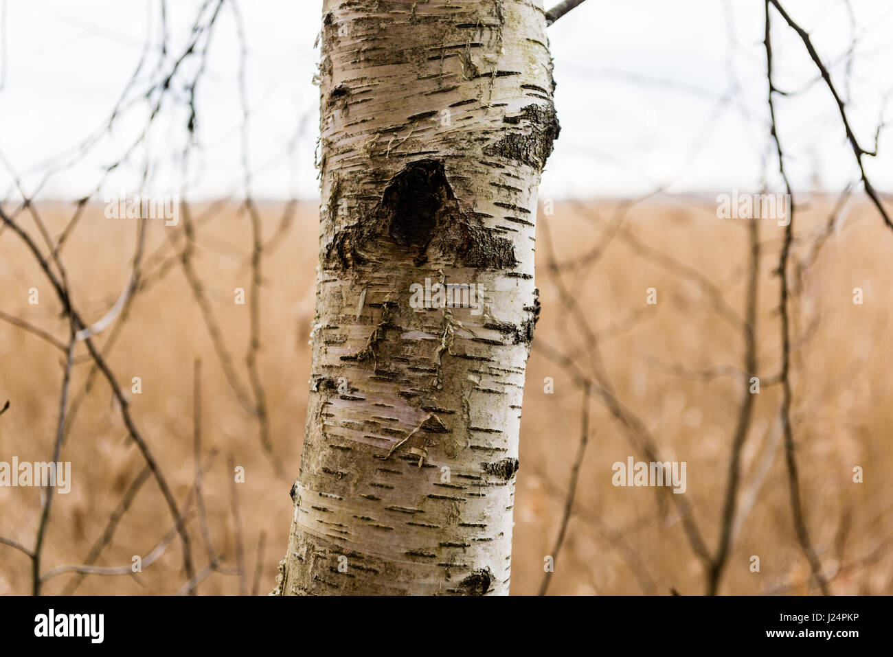 old large tree against blue sky with branches wide spread Stock Photo ...