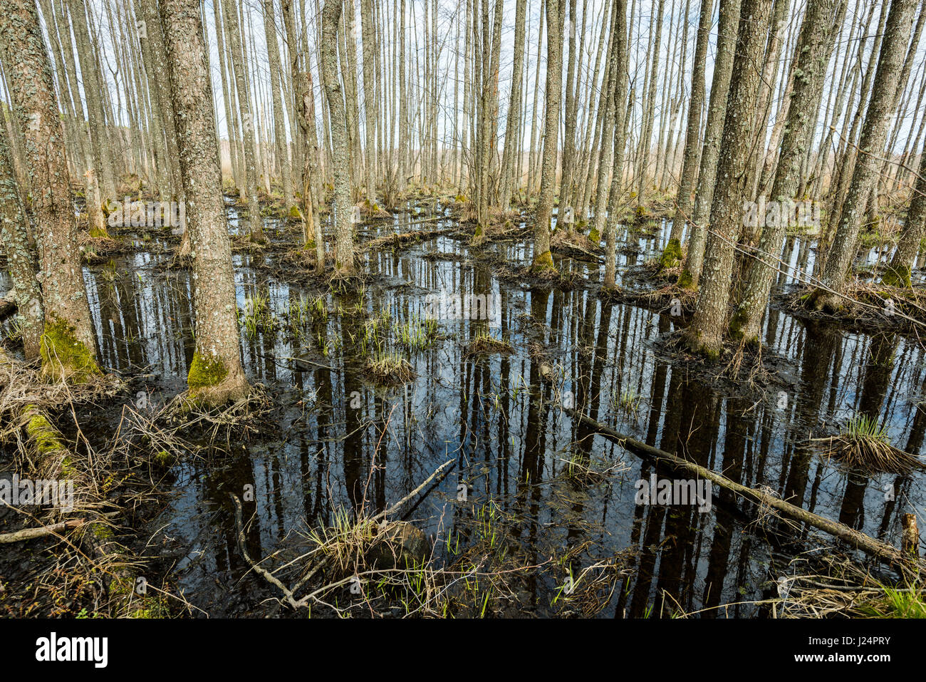 Pry Abstract abstract reflections of trees and grass in the swamp water in spring ...