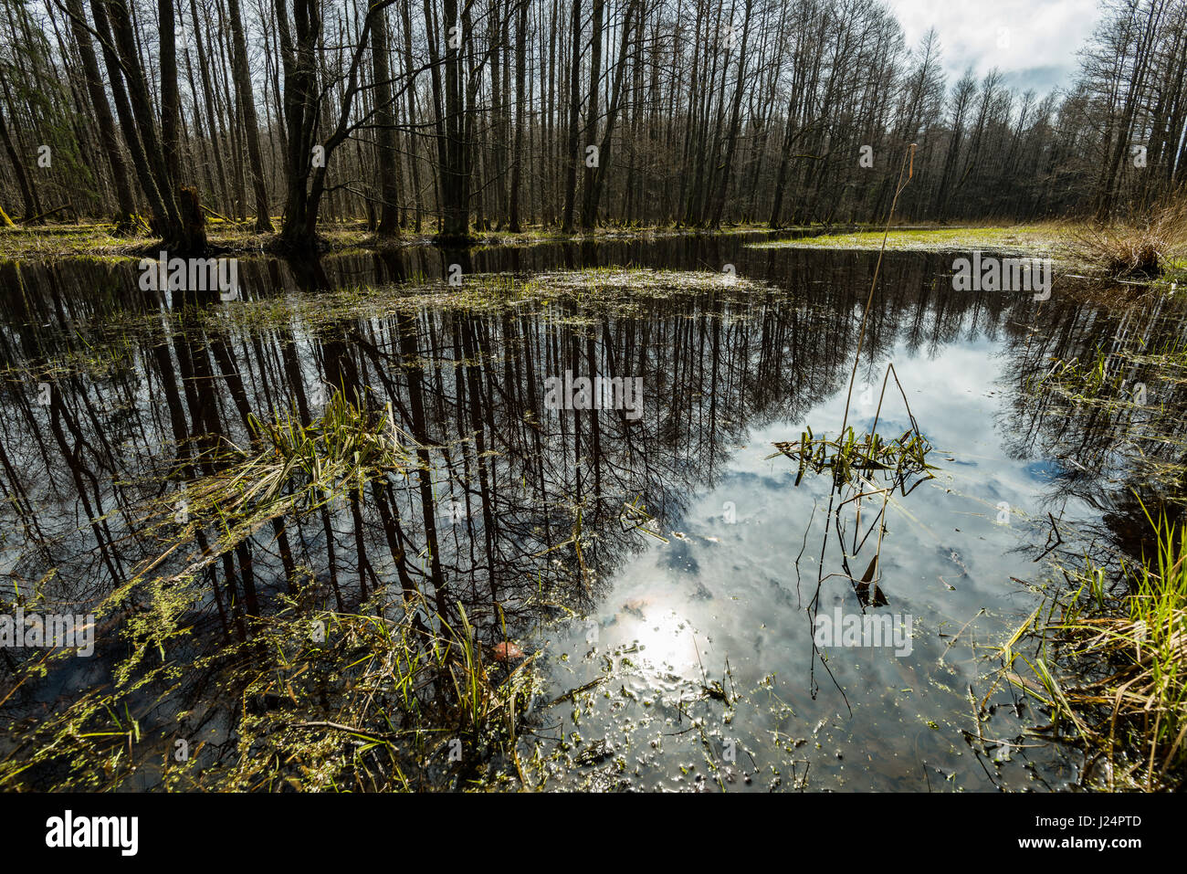 reflections of trees in the river water in spring Stock Photo - Alamy