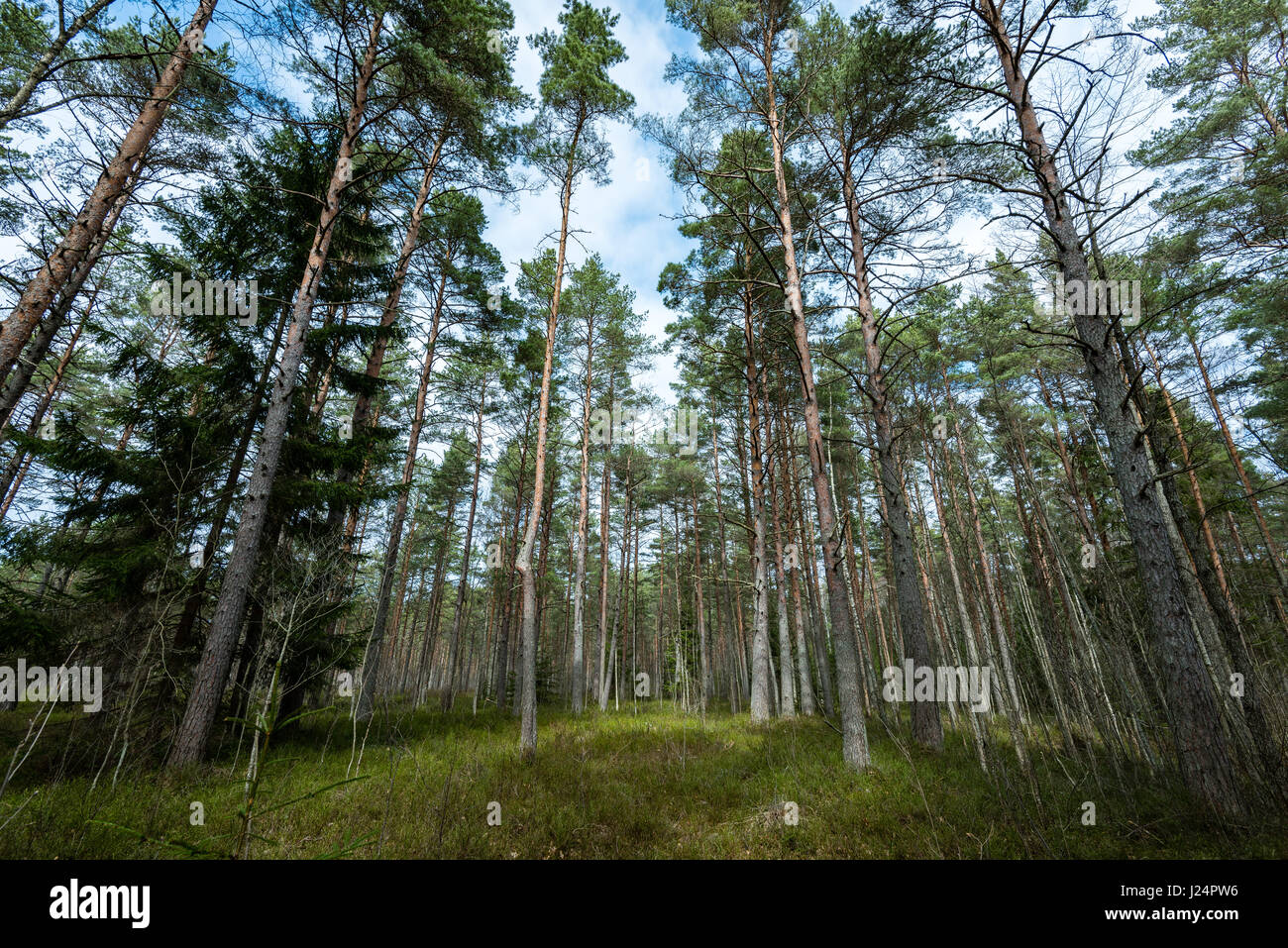 trees against blue sky with branches wide spread. spring motives Stock ...