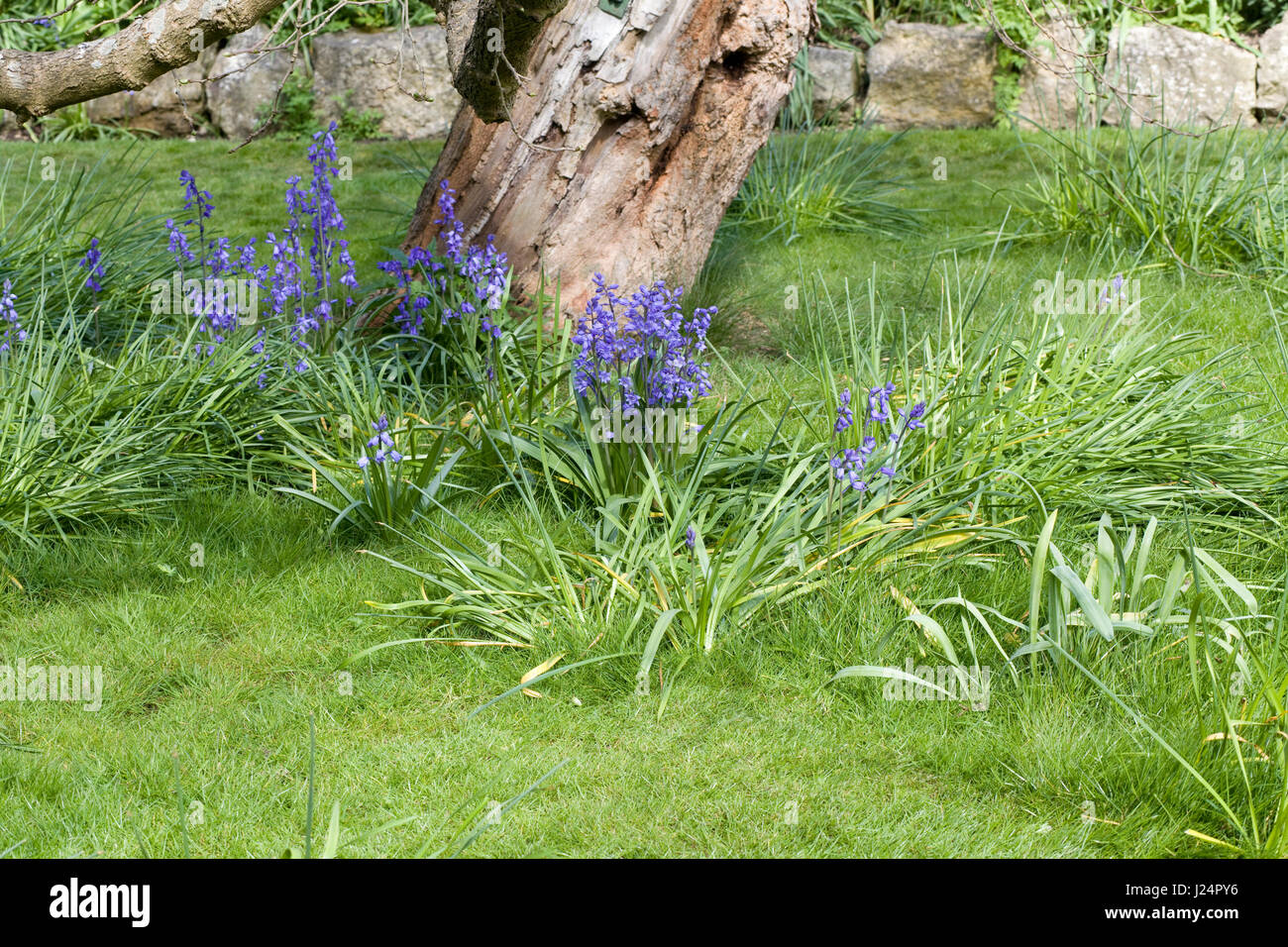 Hyacinthoides non scripta. English bluebell flowers Stock Photo