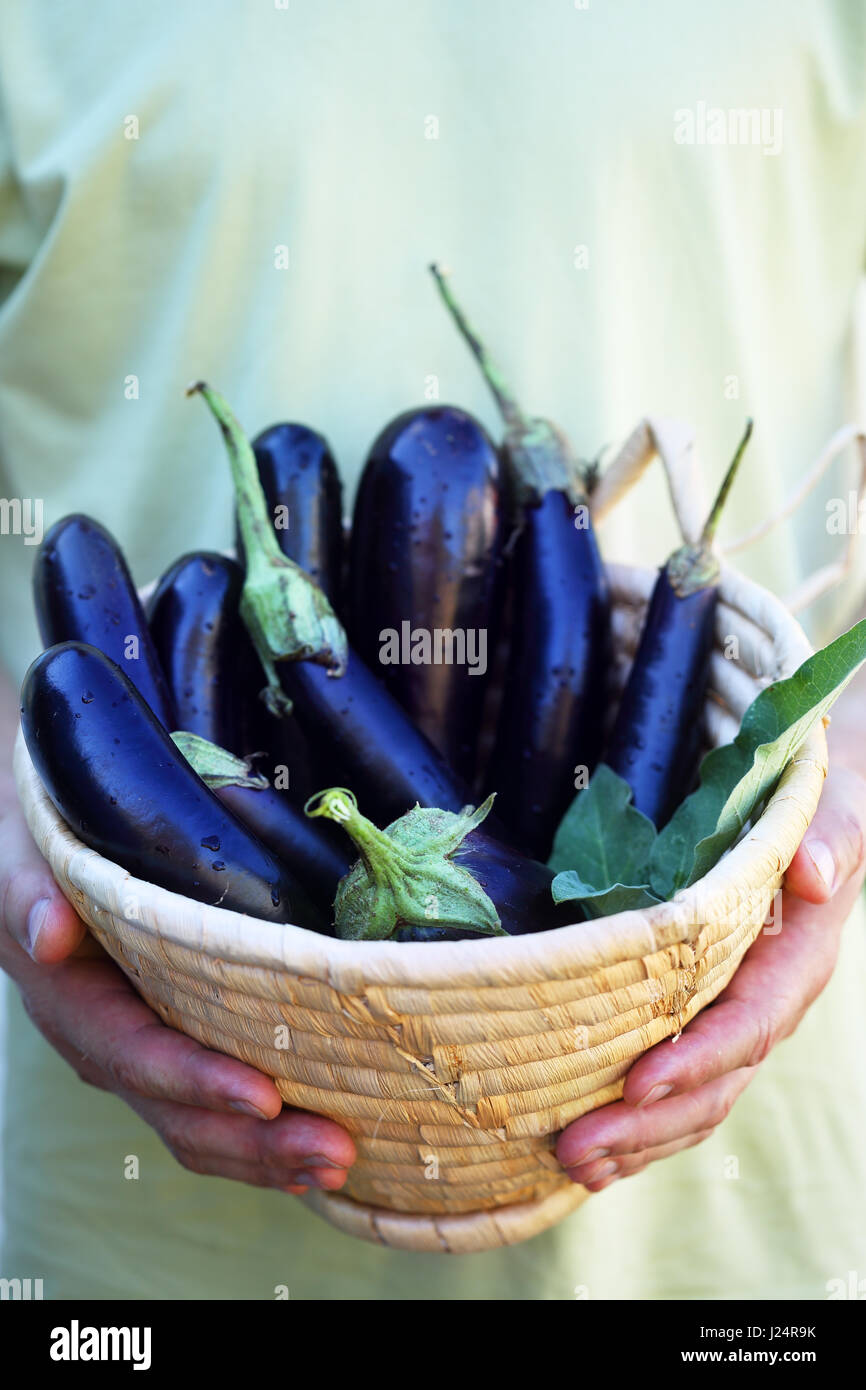 Aubergines in a basket a man holds in his hands Stock Photo