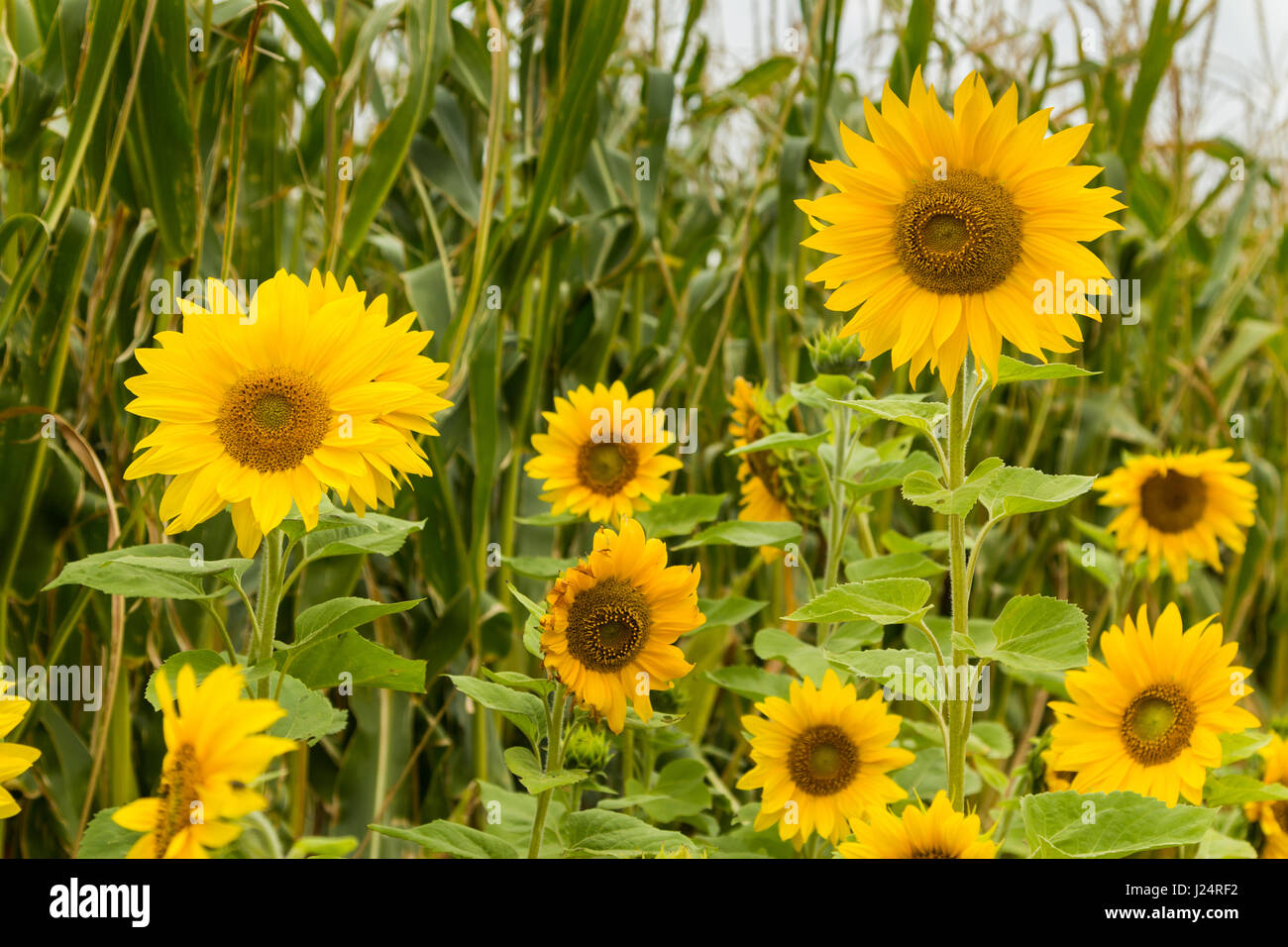 Sunflower used to attract bees to a maze crop Stock Photo Alamy