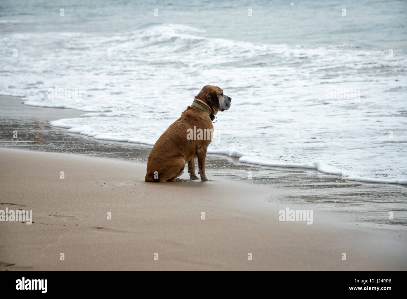 dog looking out to sea Stock Photo Alamy