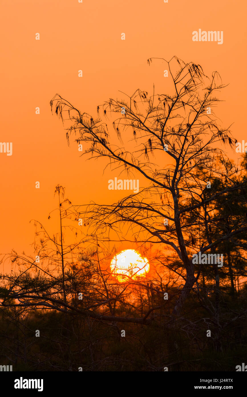 Sunset though trees in Everglades National Park a UNESCO World Heritage Site in south Florida, US Stock Photo