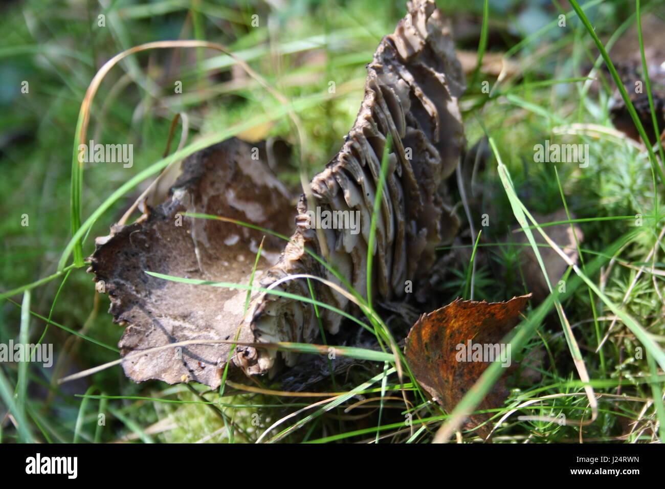Lambs Ear Fungus in Forrest Stock Photo Alamy