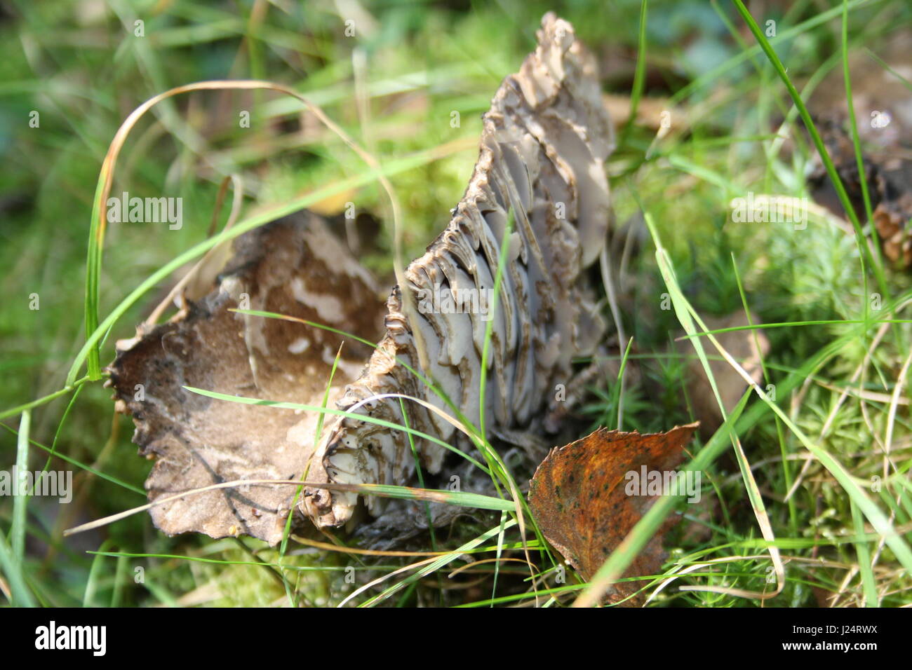 Lambs Ear Fungus in Forrest Stock Photo Alamy
