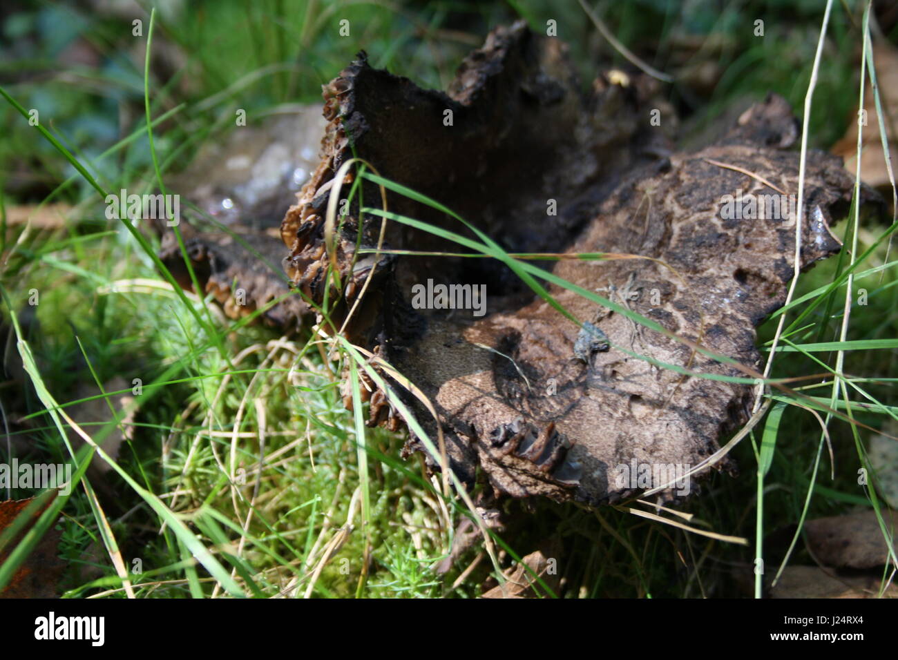 Lambs Ear Fungus in Forrest Stock Photo Alamy