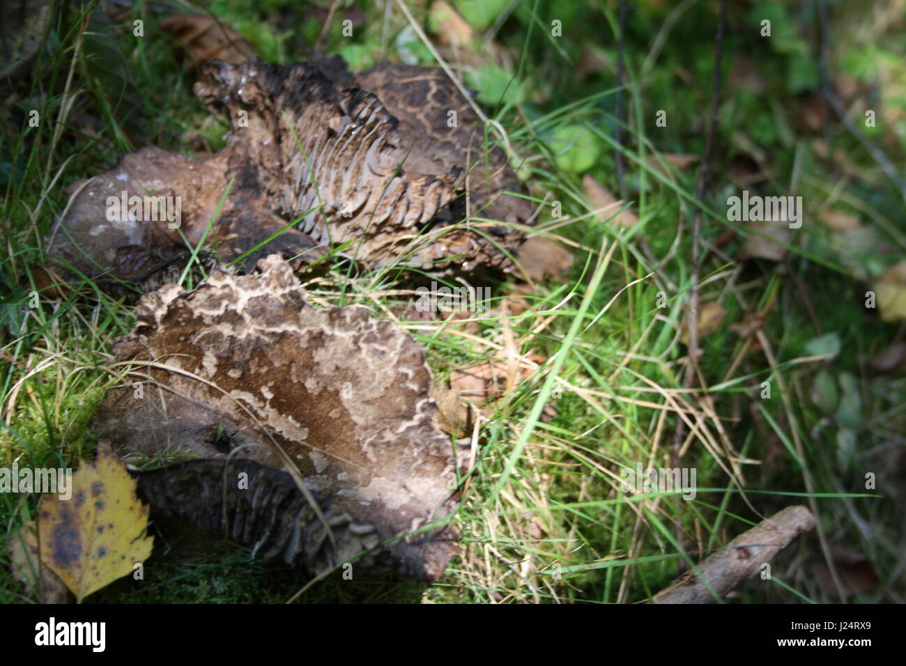 Lambs Ear Fungus in Forrest Stock Photo Alamy