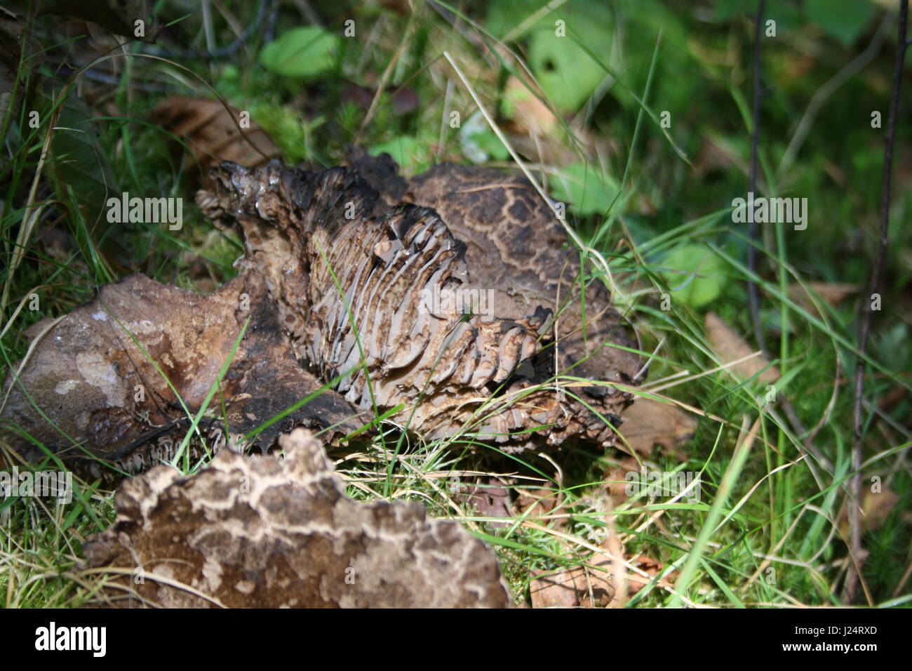 Lambs ear fungus in forrest hires stock photography and images Alamy