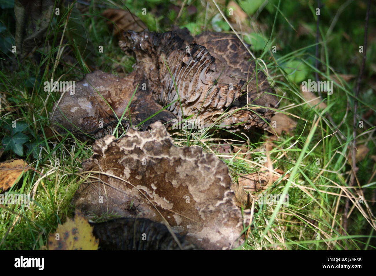 Lambs Ear Fungus in Forrest Stock Photo Alamy