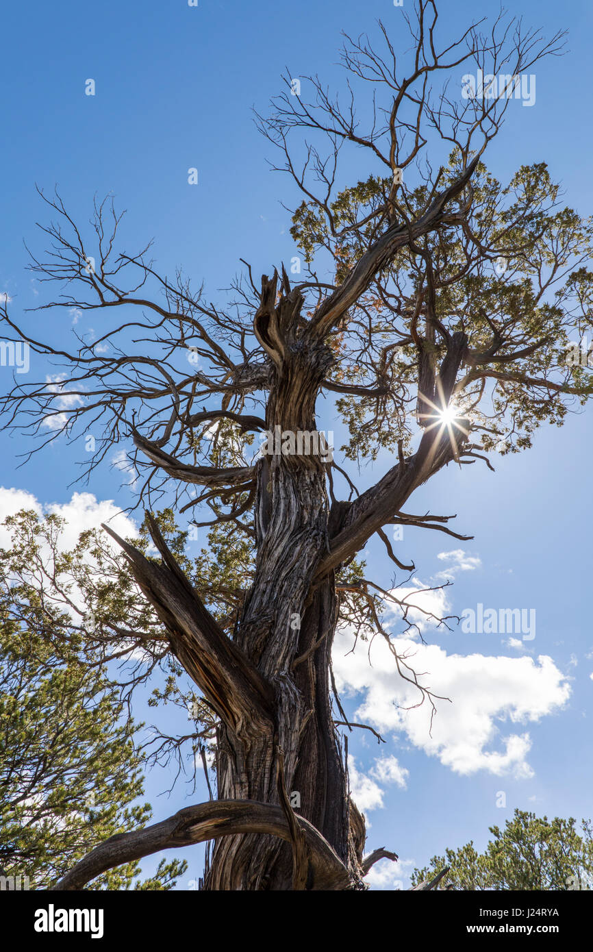Dead Pinus ponderosa, ponderosa pine; bull pine; blackjack pine; western yellow pine tree; Little Rainbow Trail; Central Colorado; USA Stock Photo