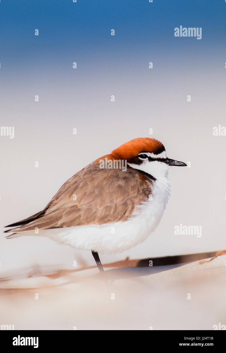 male Red-capped plover,(Charadrius ruficapillus), breeding plumage on beach, Byron Bay, New South Wales, Australia Stock Photo