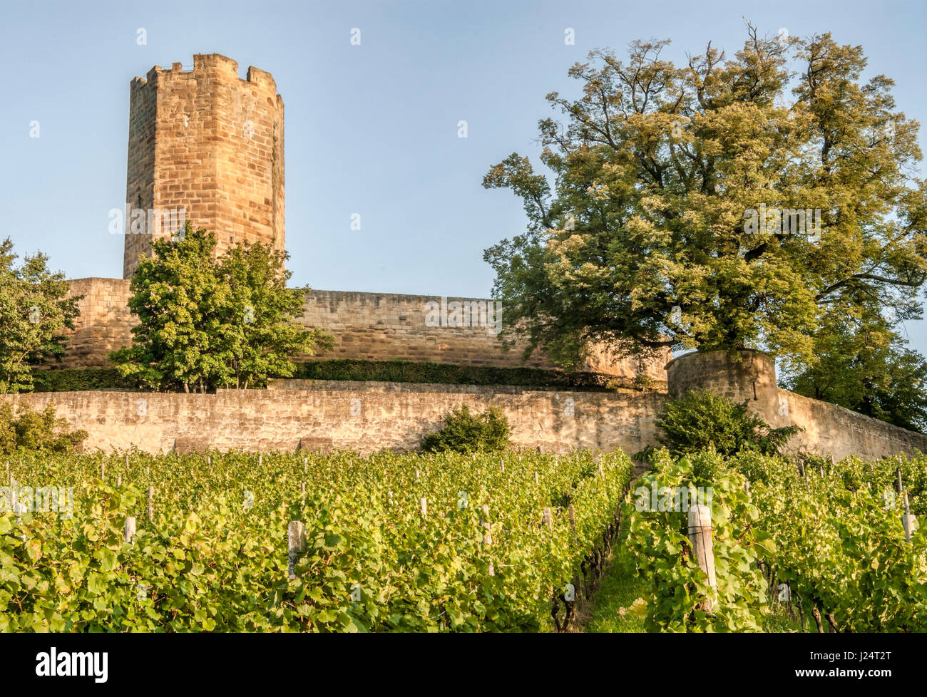 Burg Steinsberg castle in Weiler, Sinsheim, Baden-Württemberg, Germany Stock Photo