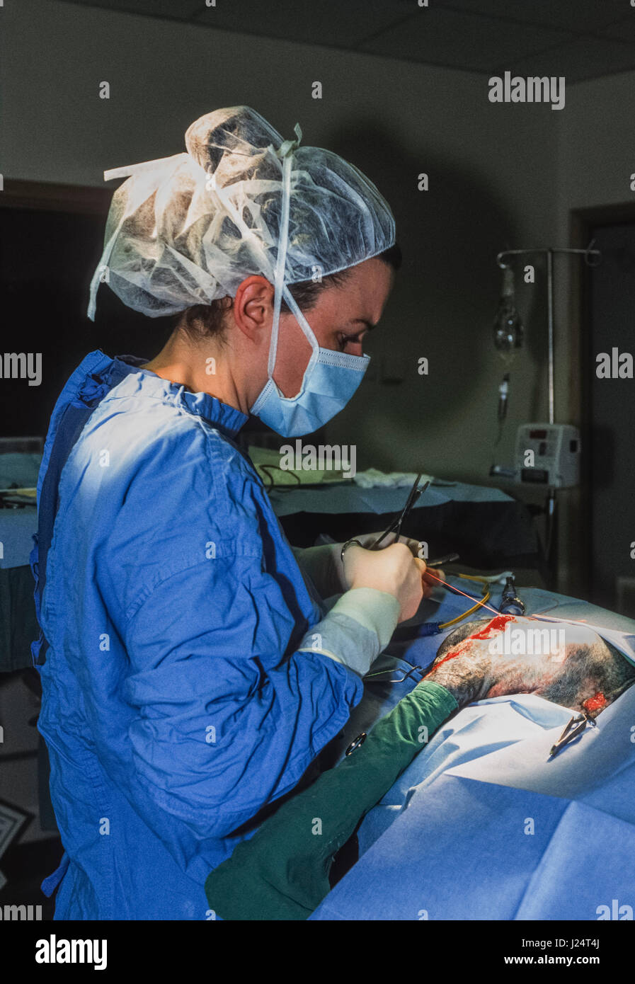 Veterinary surgeon operates on an injured dog, Blue Cross Animal Hospital, Victoria, London, United Kingdom Stock Photo
