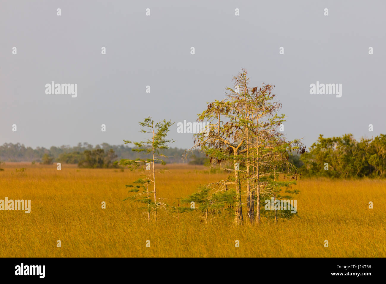 Dwarf Cypress trees in Everglades National Park a UNESCO World Heritage Site in south Florida, US Stock Photo