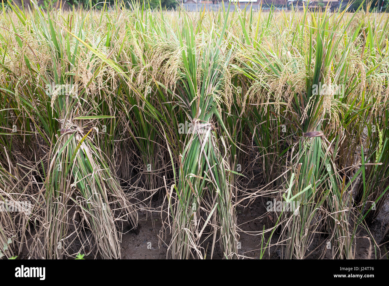 Front view of three bunches or rice plants ready for harvest Stock ...
