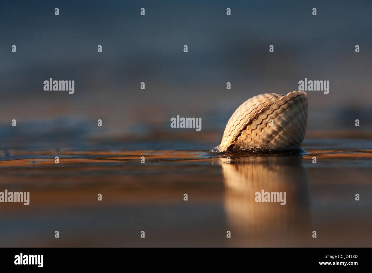 Serene ground level view hi-res stock photography and images - Alamy