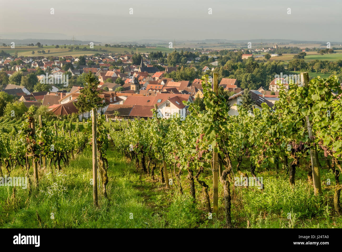 View from Burg Steinsberg at the vineyards of Weiler, Sinsheim, Baden-Württemberg, England, UK Stock Photo
