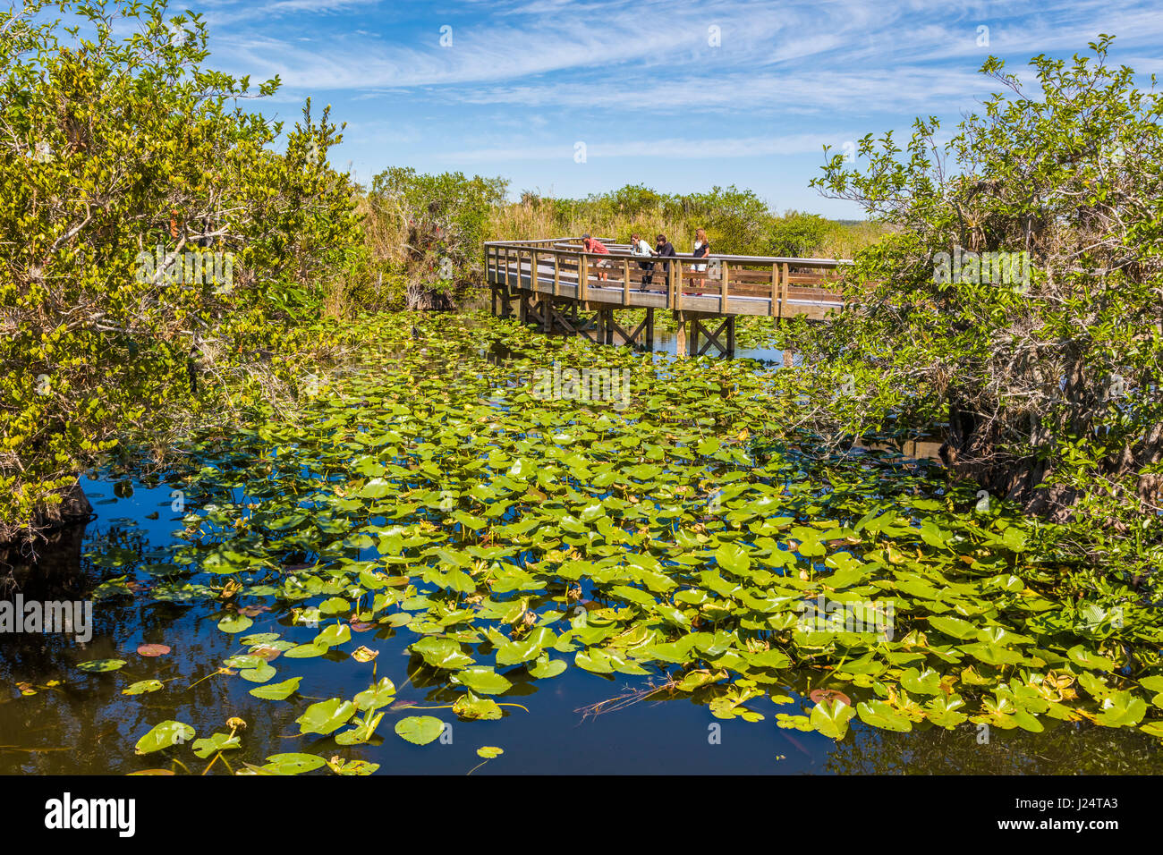 The popular Anhinga Trail at the Royal Palms Visitor Center though sawgrass marsh in the Everglades National Park Florida Stock Photo