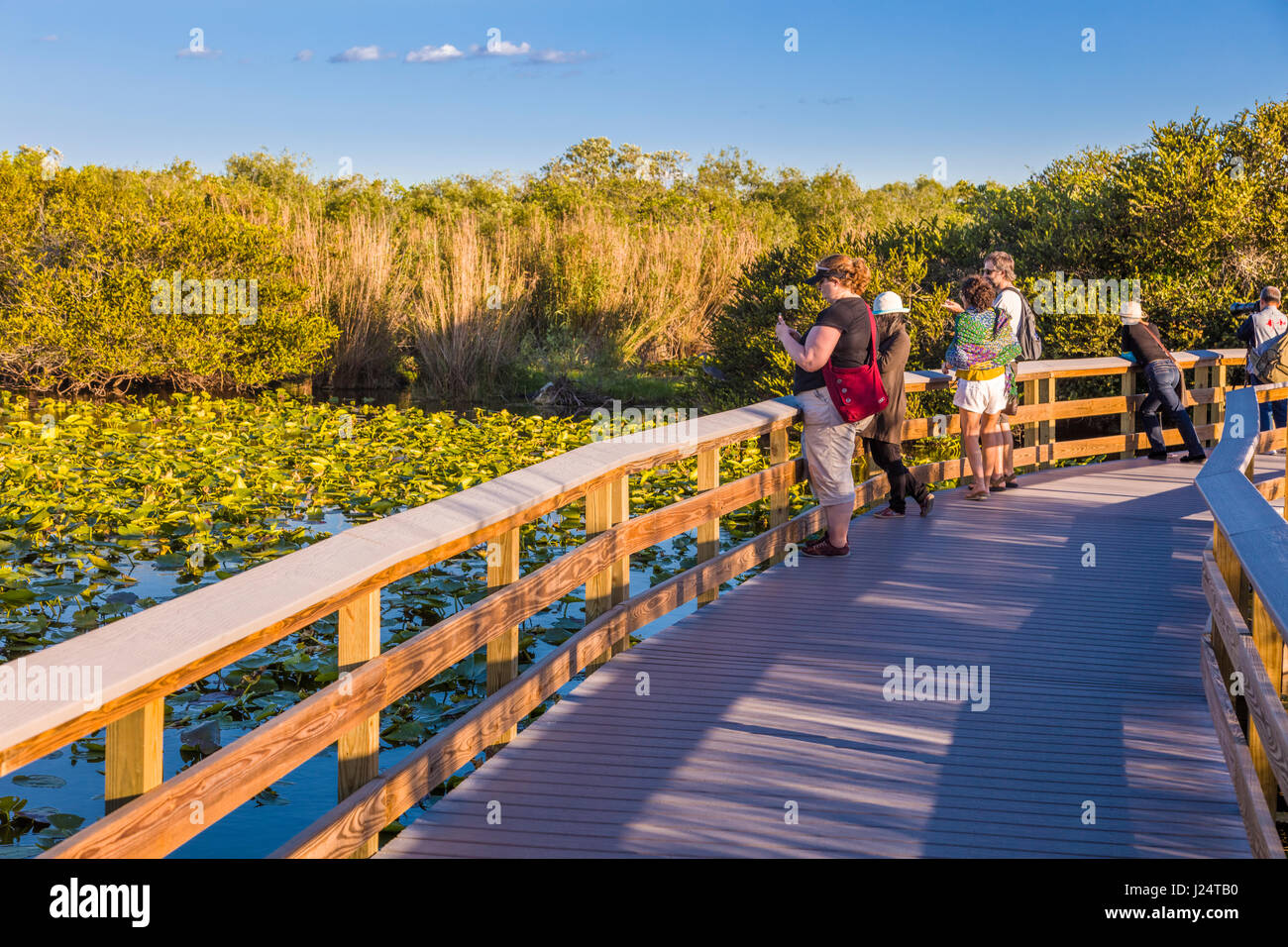 The popular Anhinga Trail at the Royal Palms Visitor Center though sawgrass marsh in the Everglades National Park Florida Stock Photo