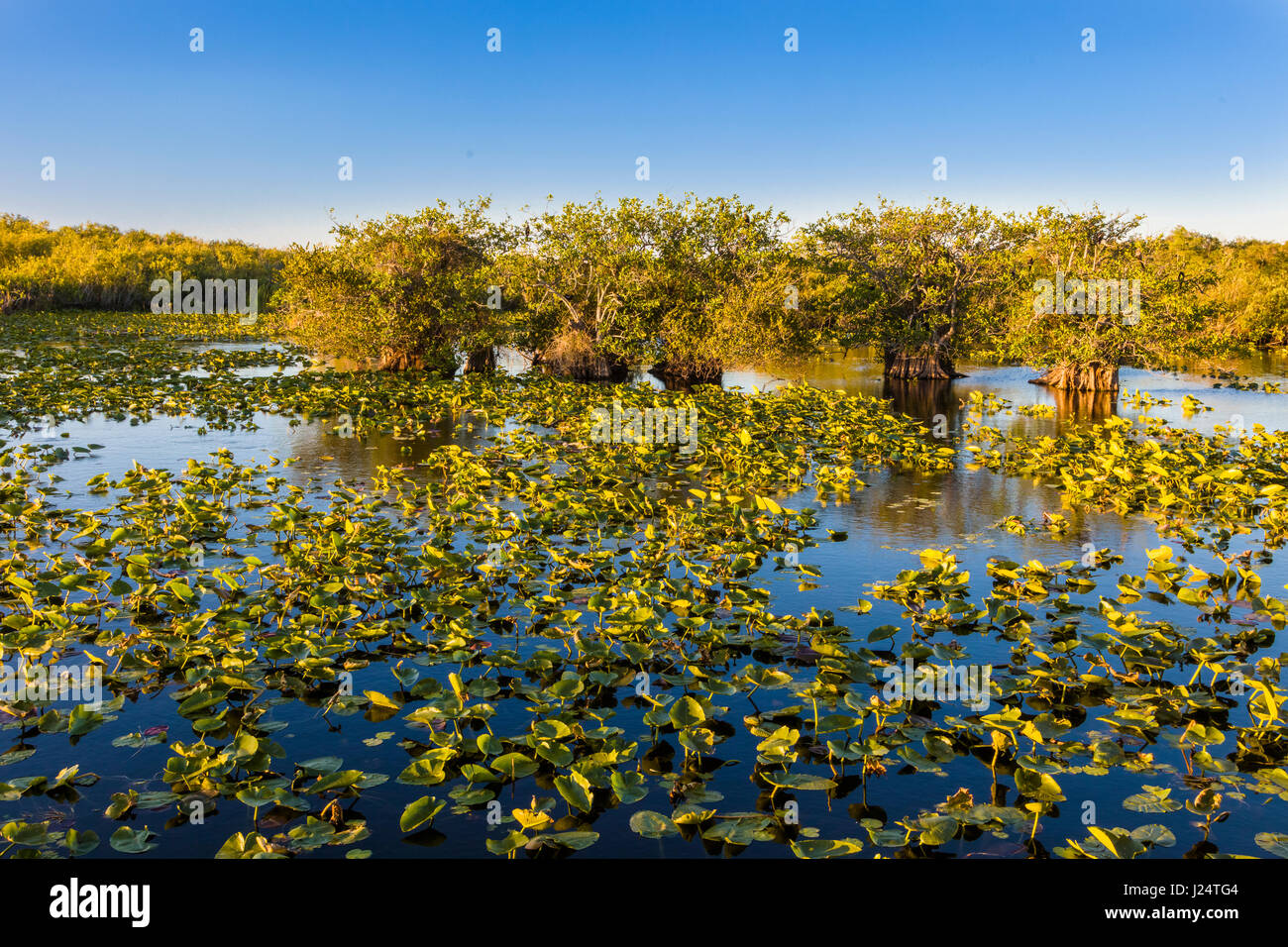 Sawgrass marsh along the popular Anhinga Trail at the Royal Palms Visitor Center in the Everglades National Park Florida Stock Photo