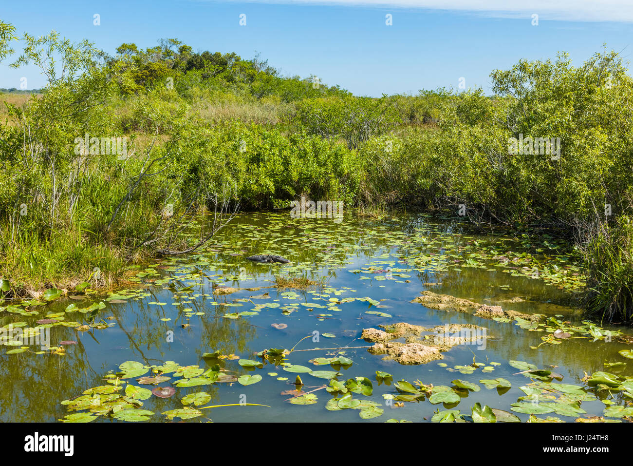 Sawgrass marsh along the popular Anhinga Trail at the Royal Palms
