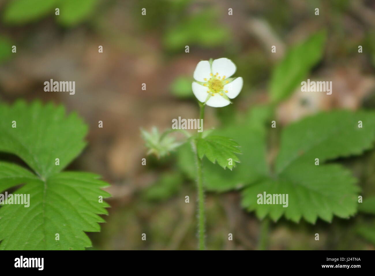 Wild Strawberry Flower Stock Photo - Alamy