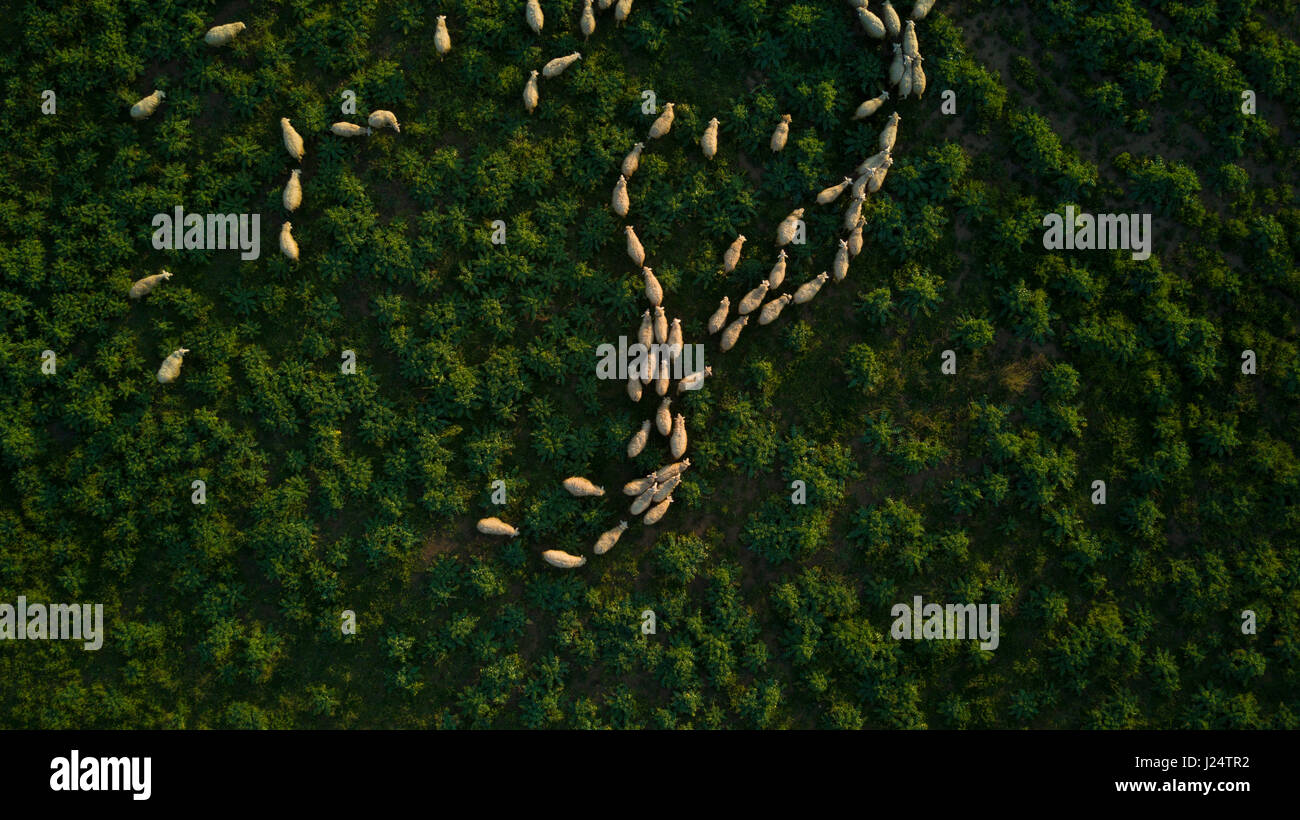 Aerial view taken from the drone of sheep grazing in a green farm Stock ...