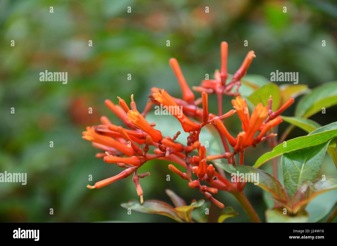 Firebush Or Hummingbird Bush (Hamelia Patens) flower Stock Photo