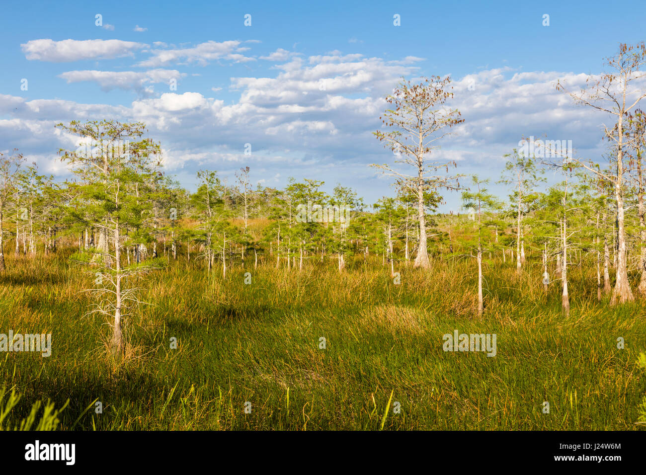 Dwarf Cypress trees in Grasslands at the Pa-hay-okee Overlook in Everglades National Park Florida Stock Photo