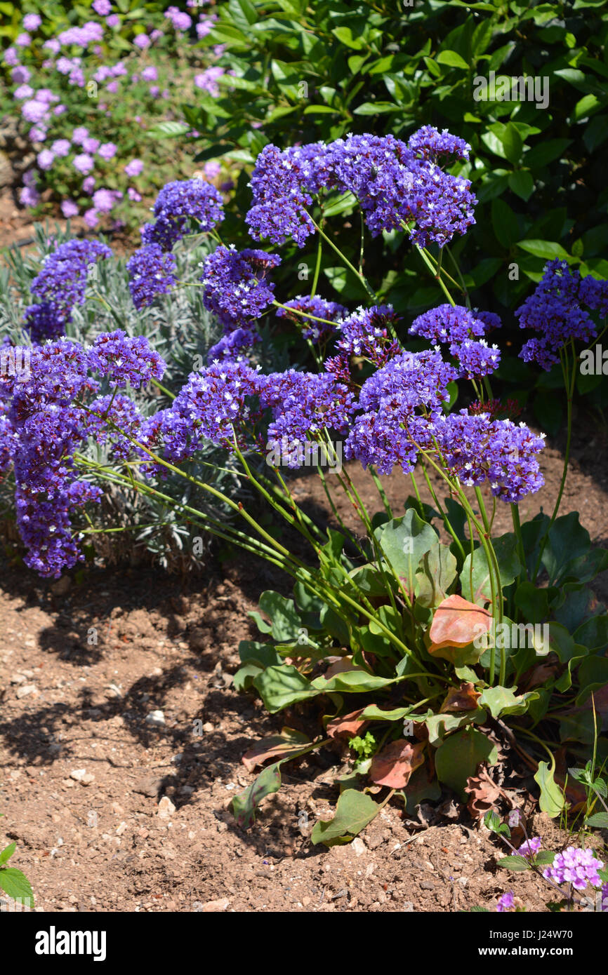 Statice Also Known As Everlasting Flower Stock Photo Alamy