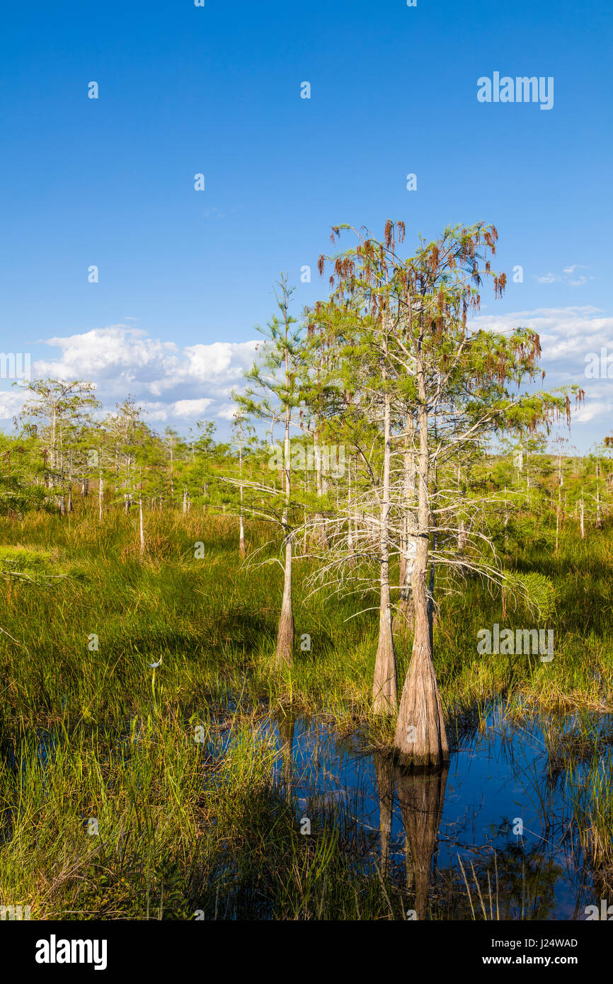 Cypress tree trees hires stock photography and images Alamy