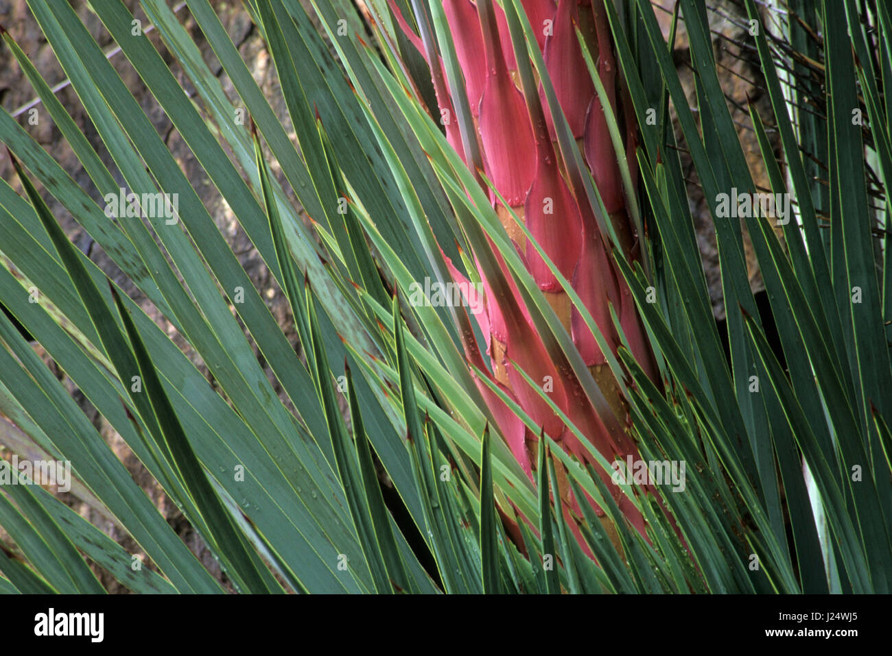 Our Lord's Candle (Yucca whipplei), Sequoia National Park, California